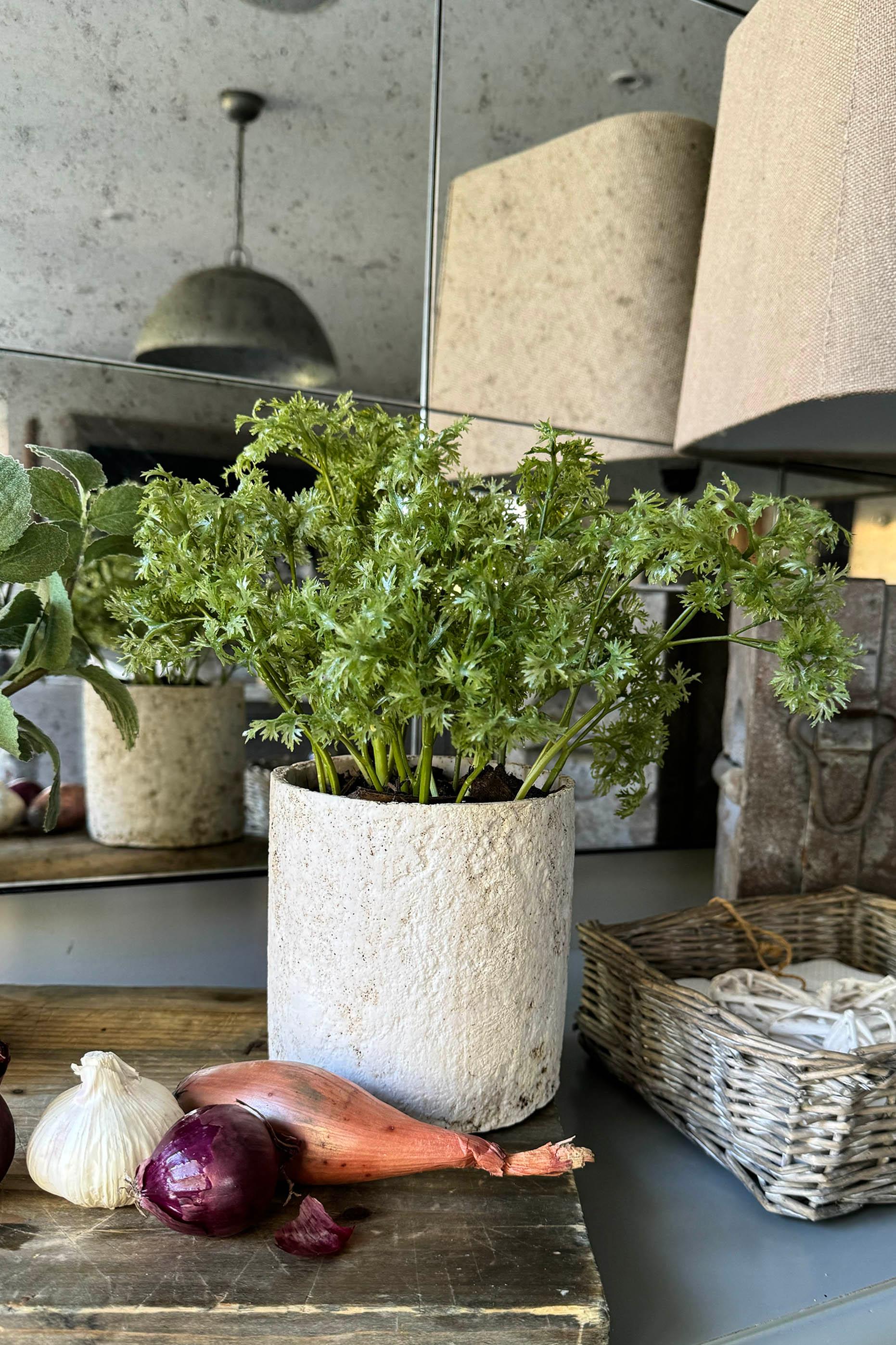 Parsley in a Pale Stone Pot RTfact Flowers 