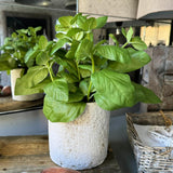 Basil in a Pale Stone Pot RTfact Flowers 