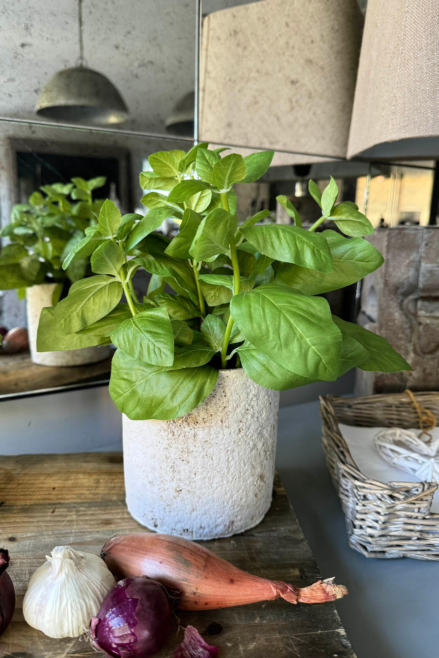 Basil in a Pale Stone Pot RTfact Flowers 