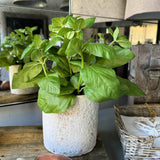 Basil in a Pale Stone Pot RTfact Flowers 