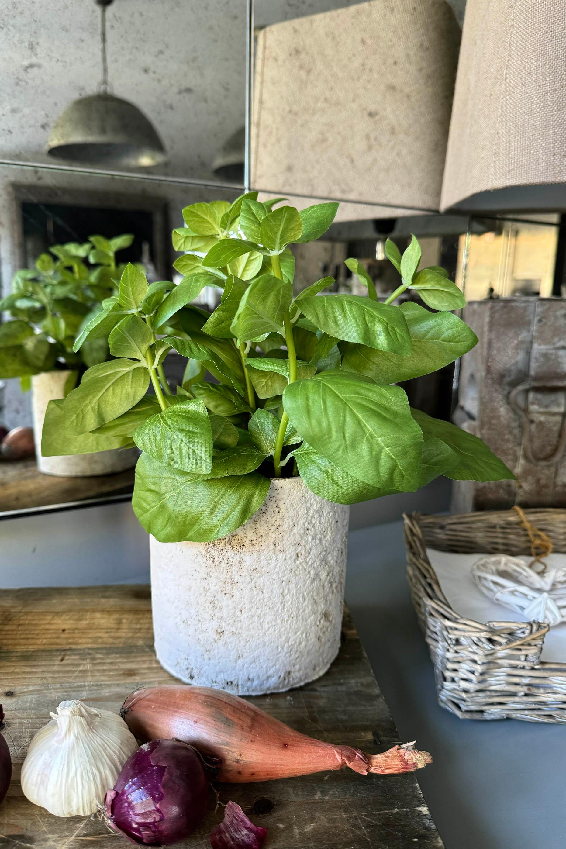 Basil in a Pale Stone Pot RTfact Flowers 
