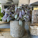 Purple Sage in a Warm Grey Stone Pot RTfact Flowers 