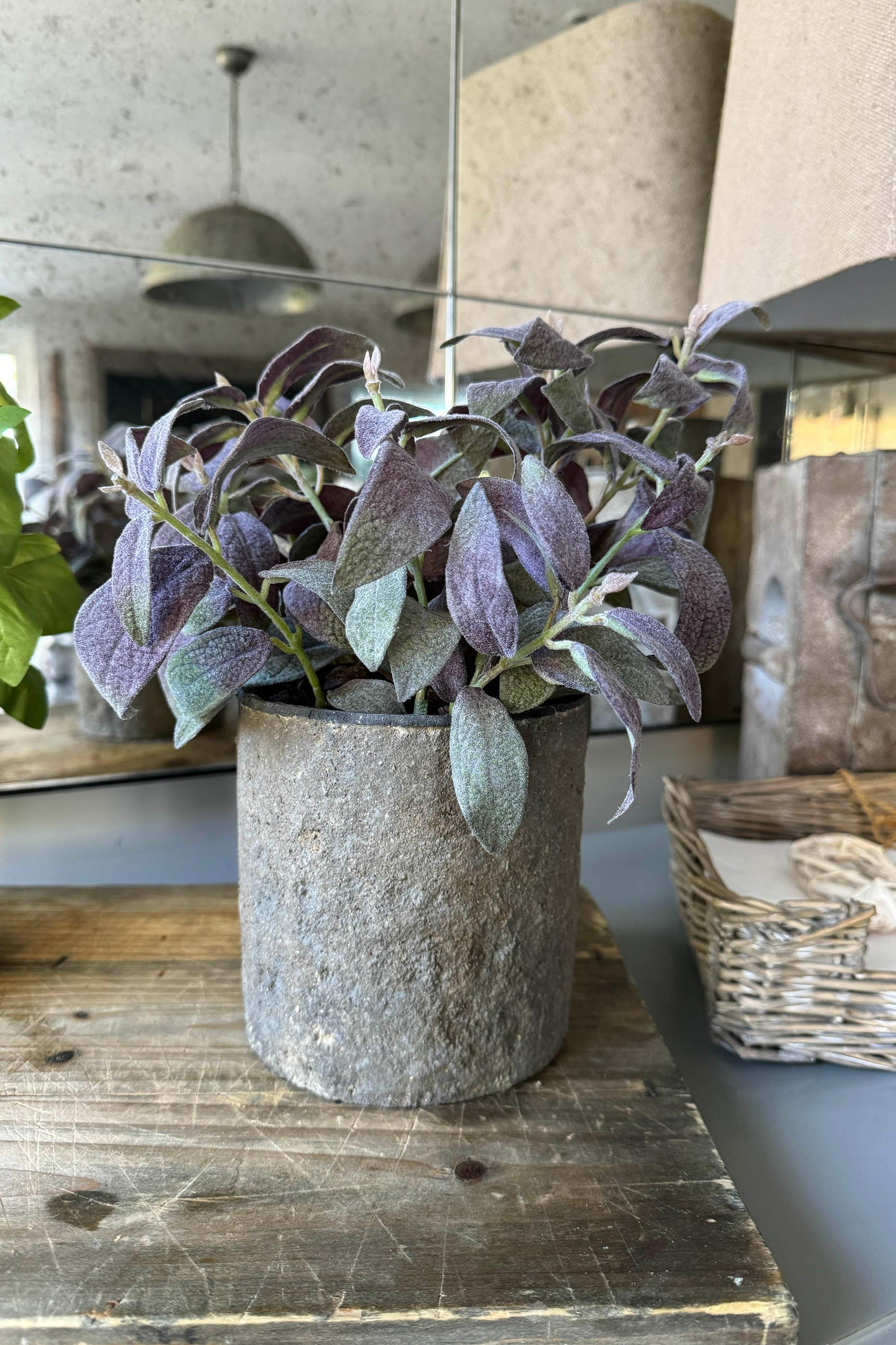 Purple Sage in a Warm Grey Stone Pot RTfact Flowers 