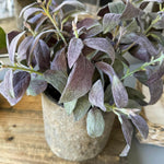 Purple Sage in a Warm Grey Stone Pot RTfact Flowers 
