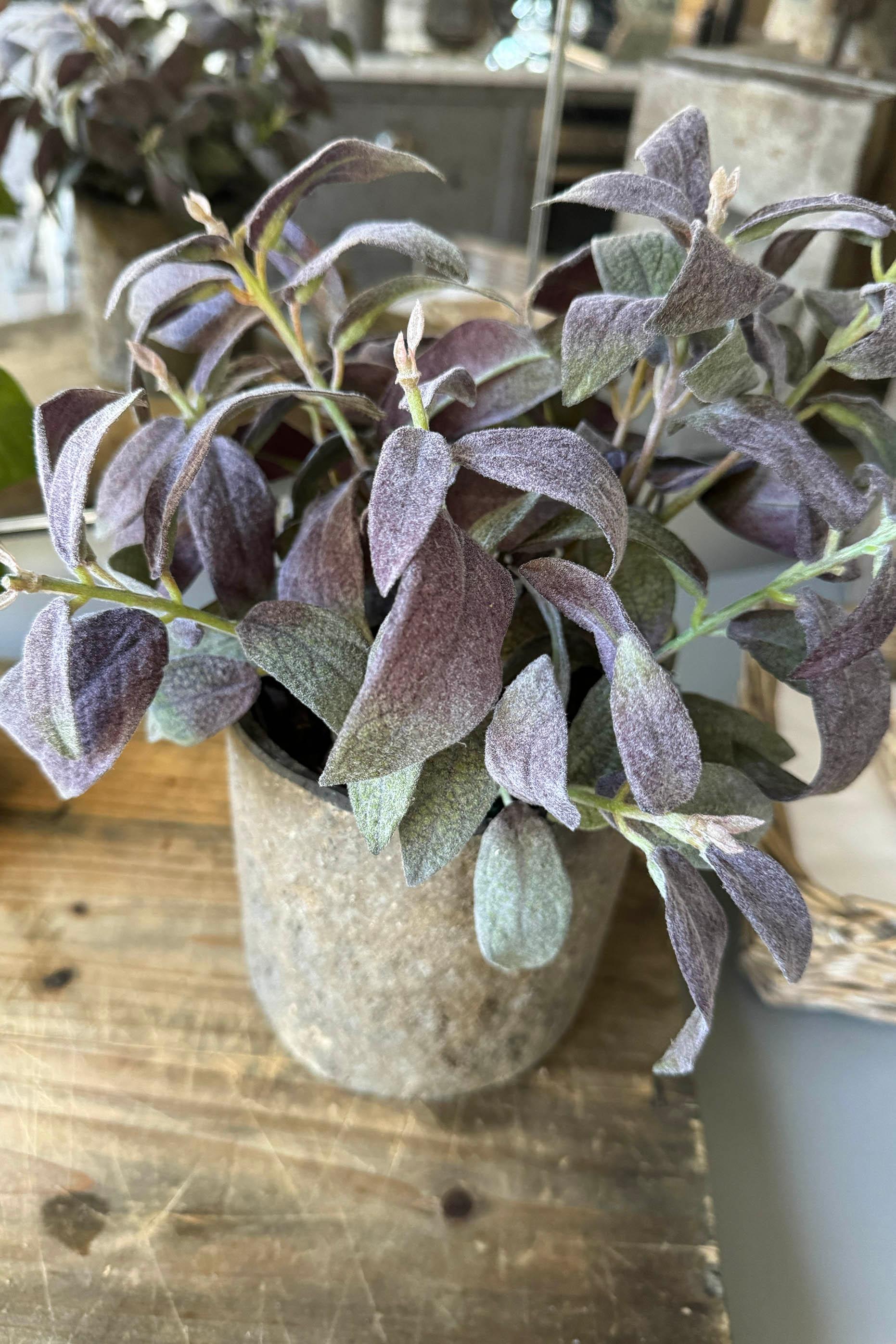 Purple Sage in a Warm Grey Stone Pot RTfact Flowers 