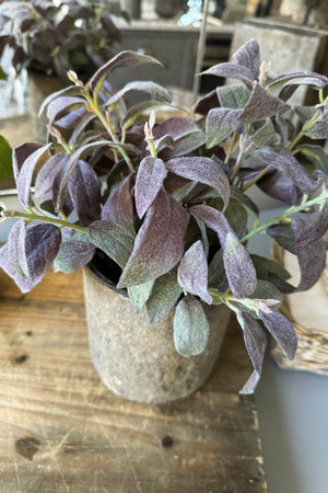 Purple Sage in a Warm Grey Stone Pot
