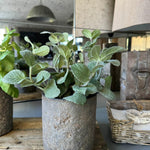 Mint in a Warm Grey Stone Pot RTfact Flowers 