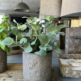 Mint in a Warm Grey Stone Pot RTfact Flowers 
