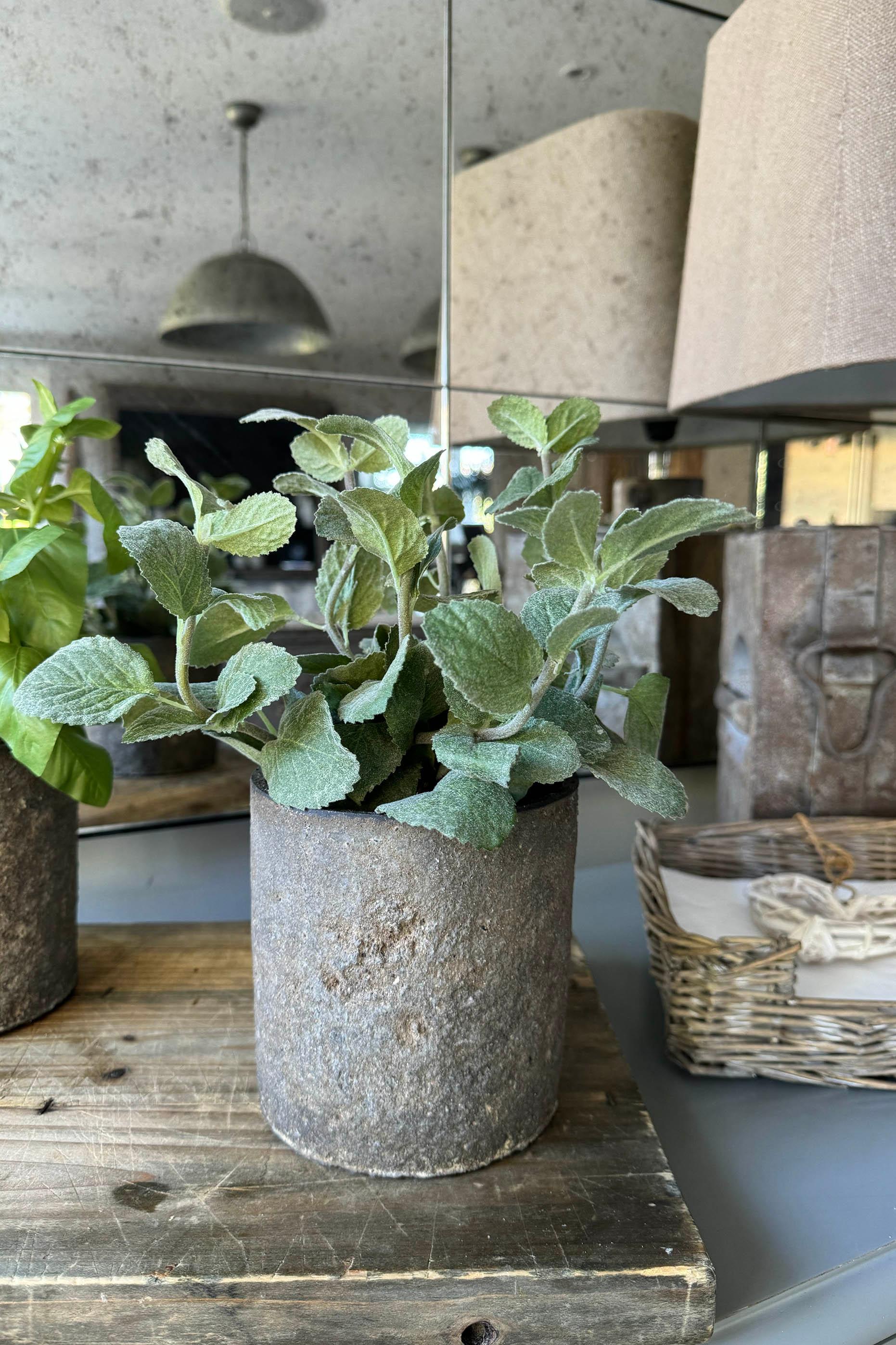 Mint in a Warm Grey Stone Pot RTfact Flowers 