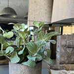 Mint in a Warm Grey Stone Pot RTfact Flowers 