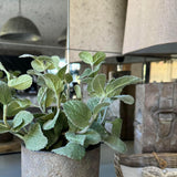 Mint in a Warm Grey Stone Pot RTfact Flowers 