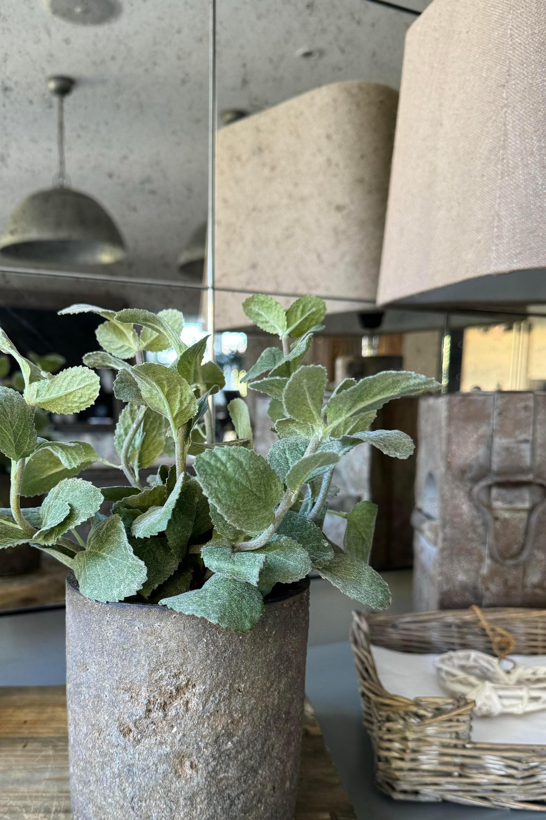 Mint in a Warm Grey Stone Pot RTfact Flowers 