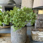 Parsley in a Warm Grey Stone Pot RTfact Flowers 