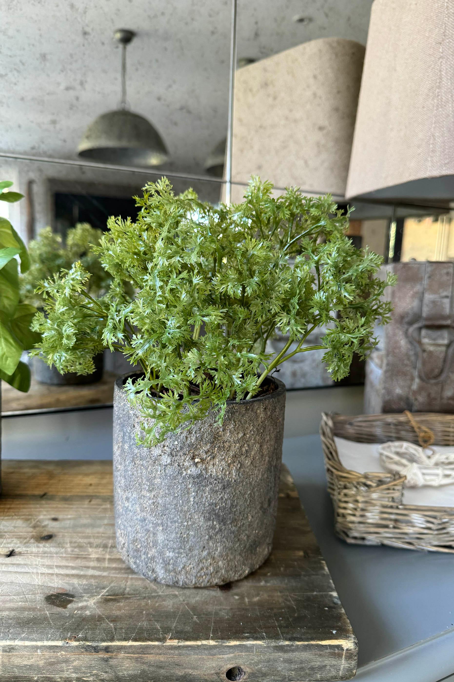 Parsley in a Warm Grey Stone Pot RTfact Flowers 