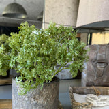 Parsley in a Warm Grey Stone Pot RTfact Flowers 