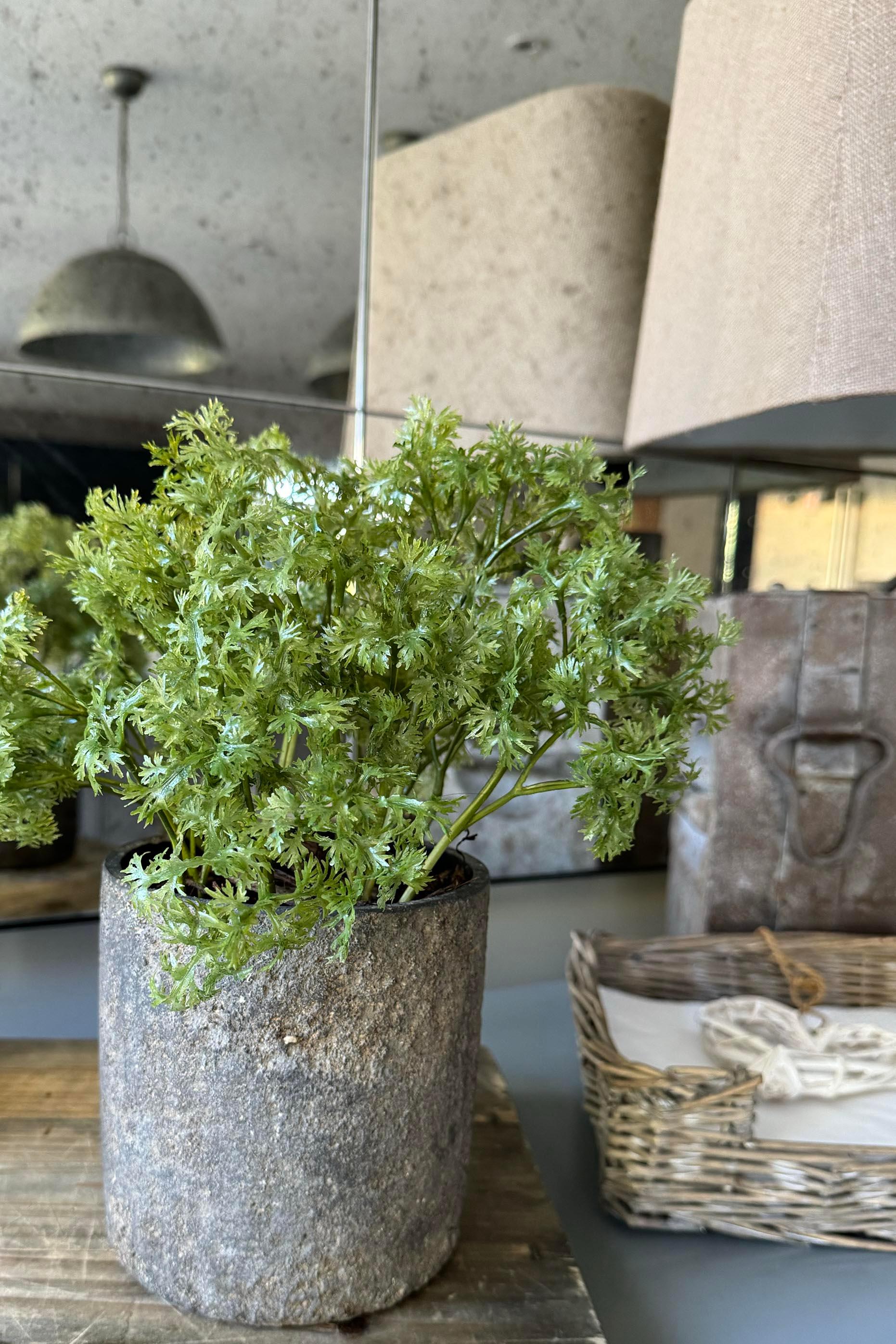 Parsley in a Warm Grey Stone Pot RTfact Flowers 