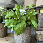 Basil in a Warm Grey Stone Pot RTfact Flowers 