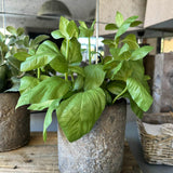 Basil in a Warm Grey Stone Pot RTfact Flowers 