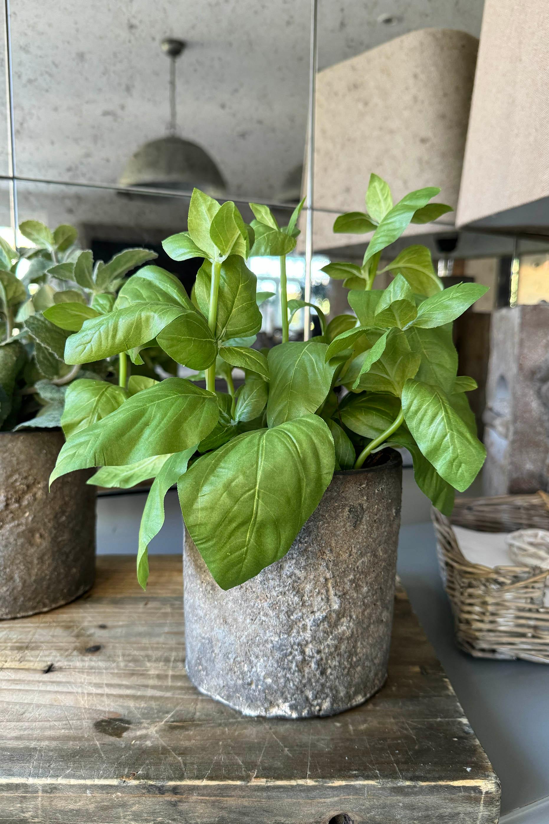Basil in a Warm Grey Stone Pot RTfact Flowers 