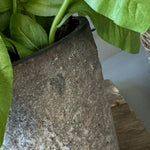 Basil in a Warm Grey Stone Pot RTfact Flowers 
