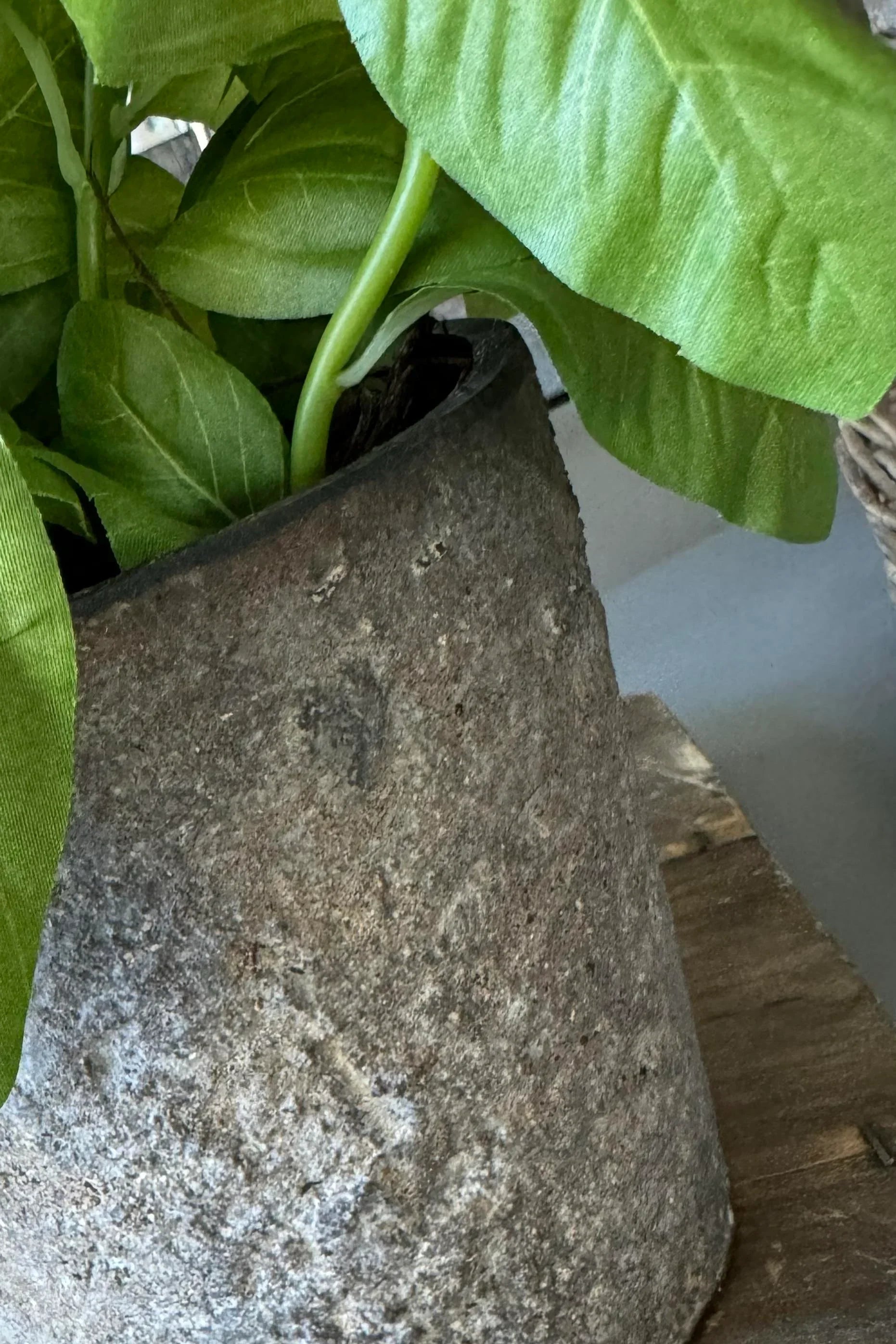 Basil in a Warm Grey Stone Pot RTfact Flowers 