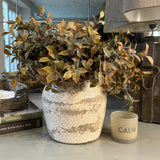 Lappa Bush in a Glazed aged Ceramic Pot RTfact Flowers 
