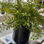 Maidenhair Fern in a Black Carved Vase RTfact Flowers 