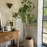 Artificial Bucida Tree