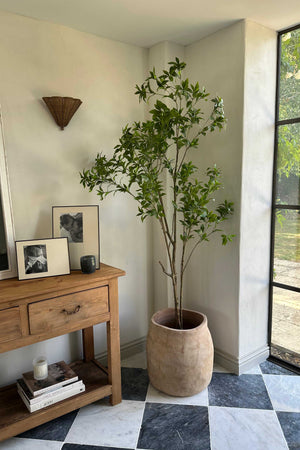Artificial Bucida Tree