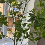 Artificial Bucida Tree RTfact Flowers 