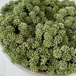 Angelica in a Stone Bowl RTfact Flowers 