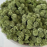 Angelica in a Stone Bowl RTfact Flowers 