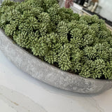 Angelica in a Stone Bowl RTfact Flowers 