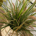 Cattails and Tillandsia Grass in a Crackle Glazed Pot RTfact Flowers 
