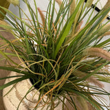 Cattails and Tillandsia Grass in a Crackle Glazed Pot RTfact Flowers 