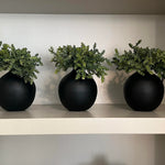 Mini plant in a Matt Black Vase (Green) RTfact Flowers 
