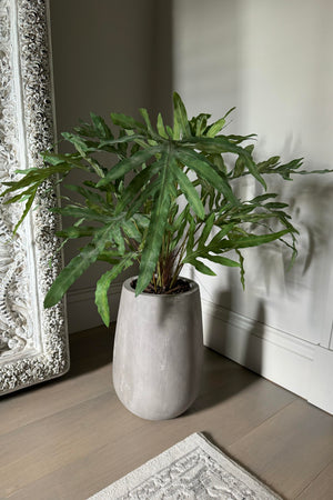 Phlebodium Fern in a Concrete Pot