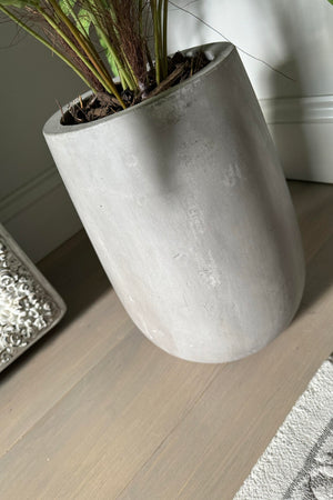 Phlebodium Fern in a Concrete Pot