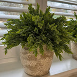 Ruscus in a Semi Glazed Stone Pot RTfact Flowers 