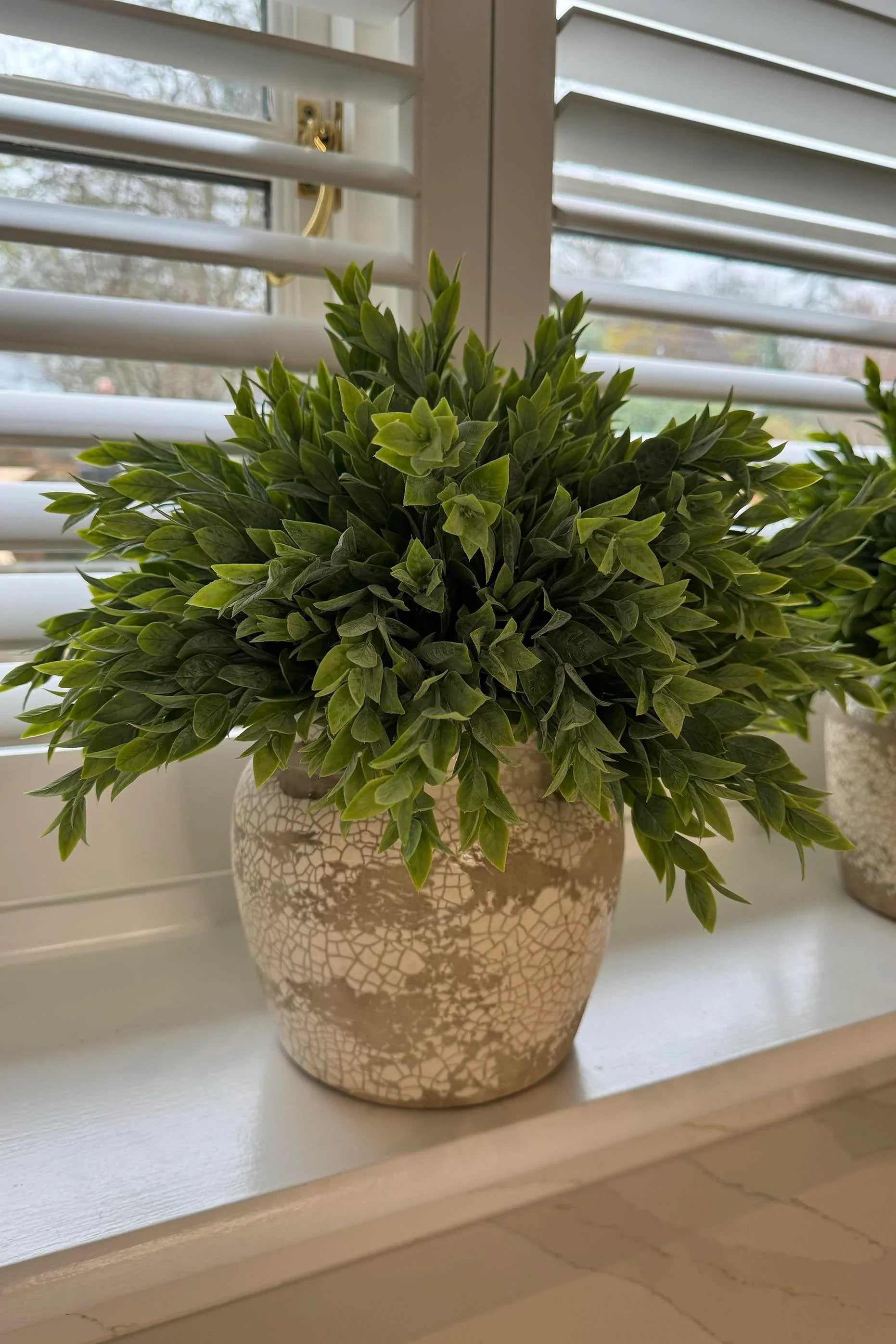 Ruscus in a Semi Glazed Stone Pot RTfact Flowers 