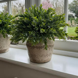 Ruscus in a Semi Glazed Stone Pot RTfact Flowers 