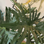 Philodendron in a Fluted Pot RTfact Flowers 