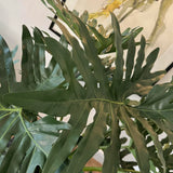 Philodendron in a Fluted Pot RTfact Flowers 