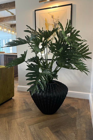 Philodendron in a Black Fluted Pot