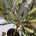 Olive Tree in a Grey Stone Pot RTfact Flowers 