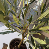 Olive Tree in a Grey Stone Pot RTfact Flowers 