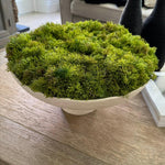 Curly Moss in a Pale Cream Stone Footed Bowl RTfact Flowers 