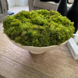 Curly Moss in a Pale Cream Stone Footed Bowl RTfact Flowers 