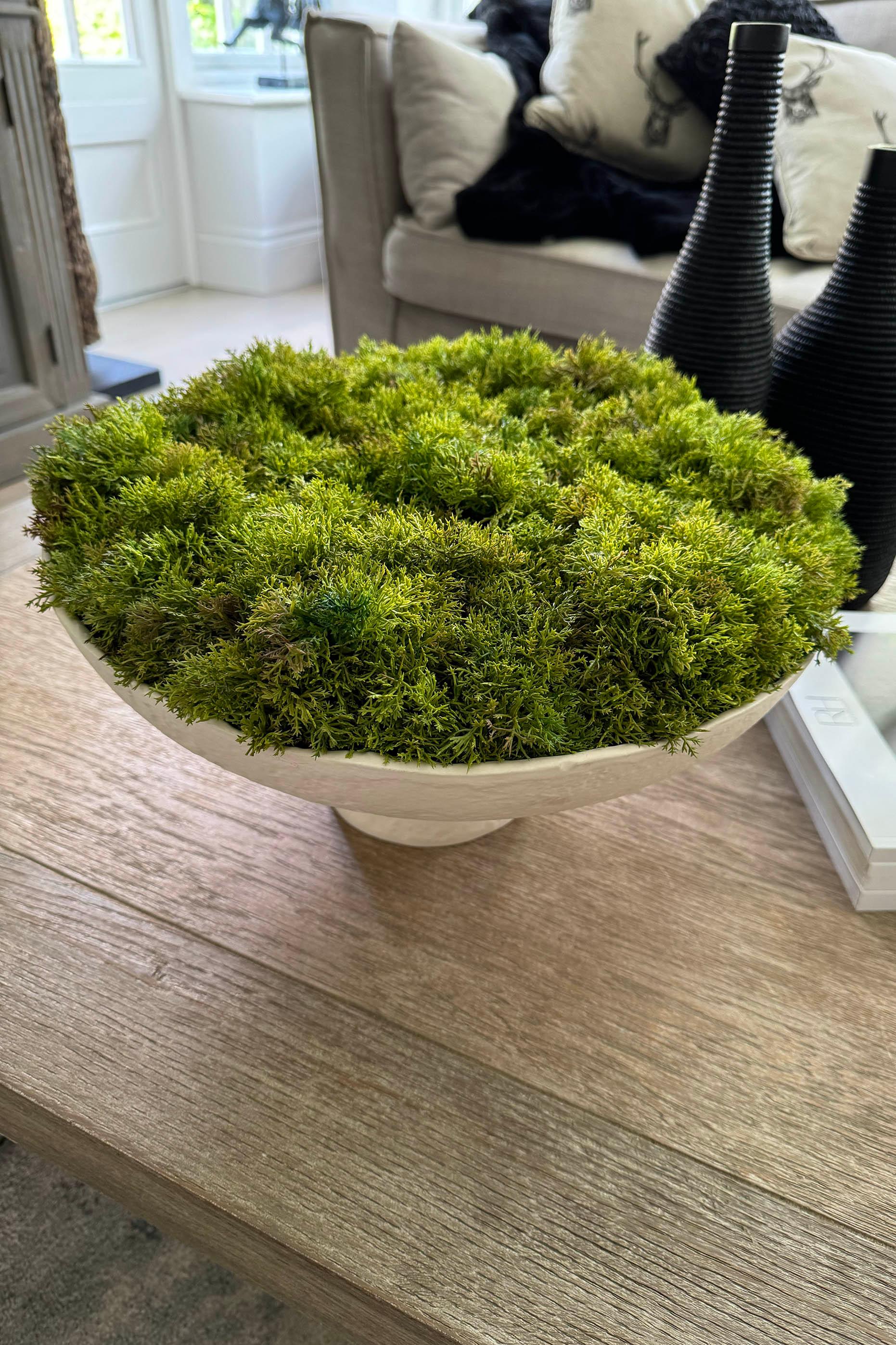 Curly Moss in a Pale Cream Stone Footed Bowl RTfact Flowers 