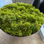 Curly Moss in a Matt Black Stone Footed Bowl RTfact Flowers 